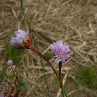 Armeria arenaria, photographed by Isabella Paleari