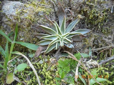 Echeveria lutea, photographed by Alejandro Gómez Maya