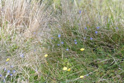 Wahlenbergia violacea, photographed by Christopher Stephens