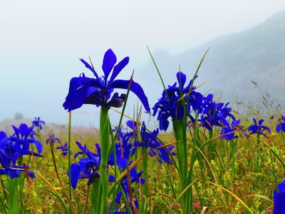 Iris latifolia, photographed by Txabardegi