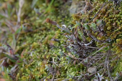 Helichrysum filicaule, photographed by Christopher Stephens