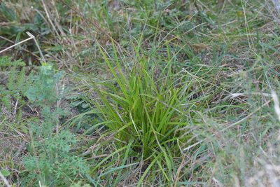 Carex uncinata, photographed by Christopher Stephens