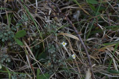 Vittadinia australis, photographed by Christopher Stephens