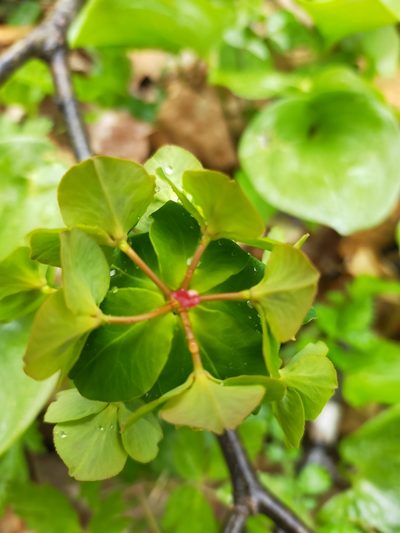 Euphorbia lucorum, photographed by Viola Alekseeva