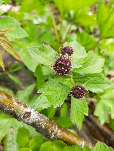 Sanicula rubriflora, photographed by Viola Alekseeva