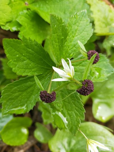 Sanicula rubriflora, photographed by Viola Alekseeva
