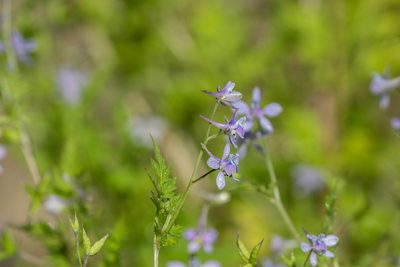 Delphinium anthriscifolium, photographed by WATANABE Hitoshi 渡辺仁