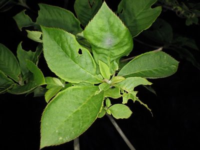 Clethra barbinervis, photographed by りなべる