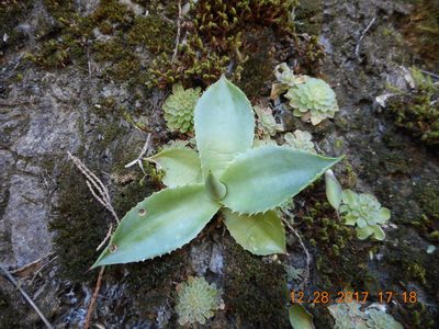 Agave mitis, photographed by Alejandro Gómez Maya