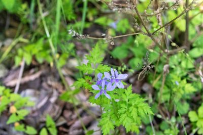 Delphinium anthriscifolium, photographed by WATANABE Hitoshi 渡辺仁