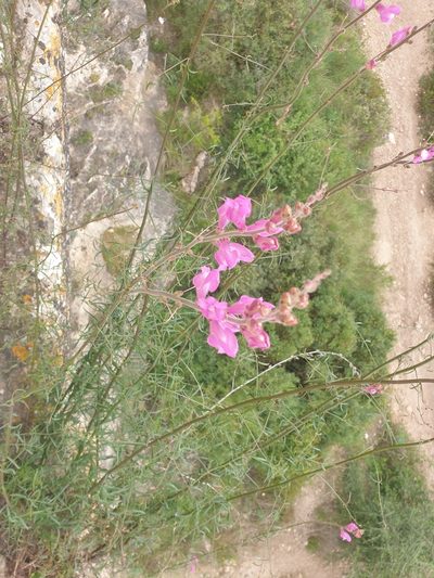 Antirrhinum barrelieri, photographed by tarareare