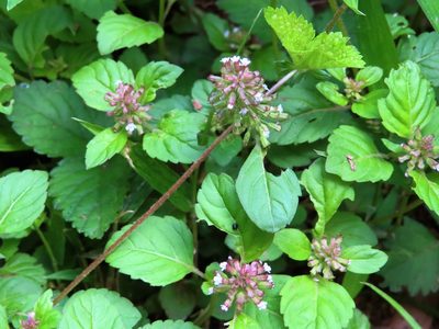 Clinopodium gracile, photographed by mami_t_t