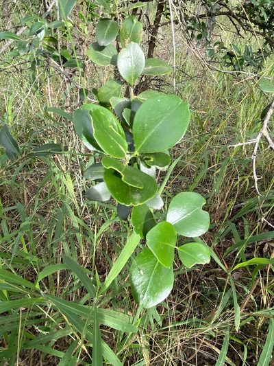 Citrus australis, photographed by Greg Tasney