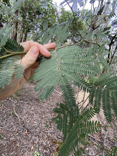 Acacia glaucocarpa, photographed by Greg Tasney