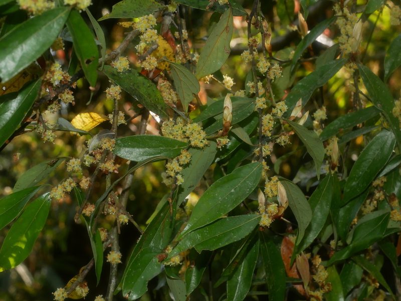 Lindera communis, photographed by Jacy Chen