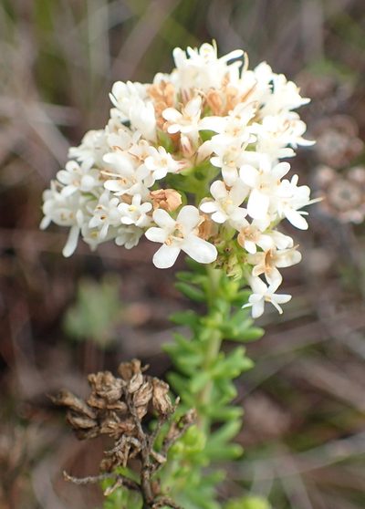 Selago glomerata, photographed by Nicola van Berkel