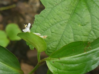 Commelina suffruticosa, photographed by Dinesh Valke