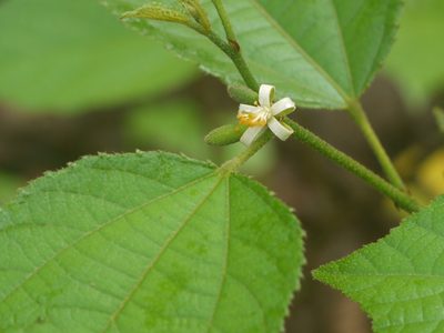 Grewia abutilifolia, photographed by Dinesh Valke