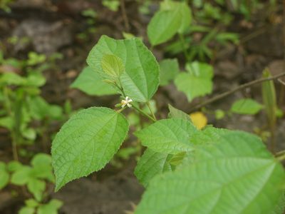 Grewia abutilifolia, photographed by Dinesh Valke