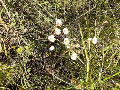 Helichrysum adenocarpum, photographed by grabbarg