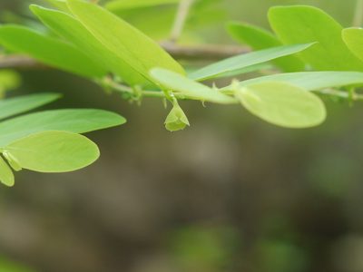 Breynia retusa, photographed by Dinesh Valke