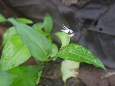 Commelina suffruticosa, photographed by Dinesh Valke