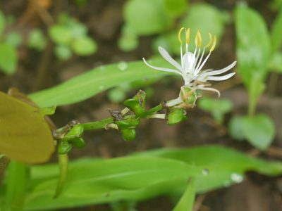 Chlorophytum borivilianum, photographed by Dinesh Valke