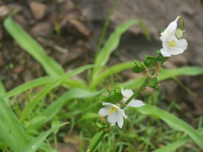 Chlorophytum tuberosum, photographed by Dinesh Valke