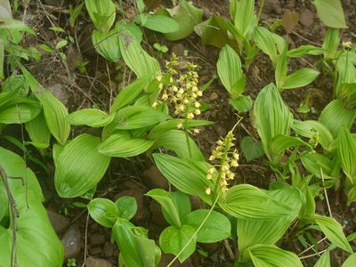 Eulophia ochreata, photographed by Dinesh Valke