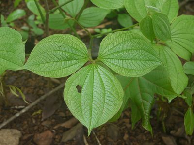 Dioscorea hispida, photographed by Dinesh Valke