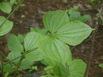 Dioscorea hispida, photographed by Dinesh Valke