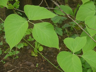 Pueraria tuberosa, photographed by Dinesh Valke