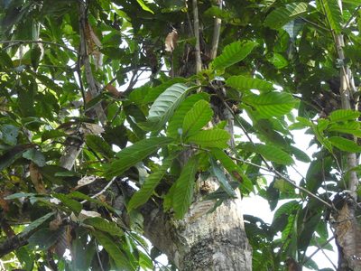 Lithocarpus kawakamii, photographed by Jacy Chen