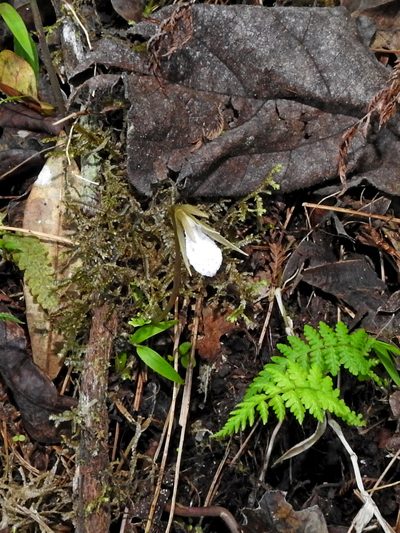 Nervilia taiwaniana, photographed by Jacy Chen