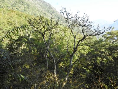 Meliosma rhoifolia, photographed by Jacy Chen