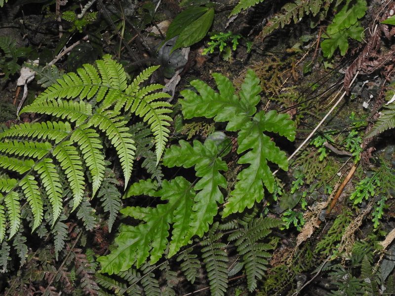 Tectaria coadunata, photographed by Jacy Chen