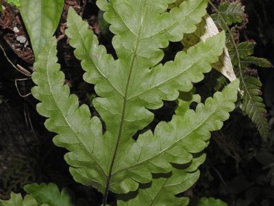 Tectaria coadunata, photographed by Jacy Chen