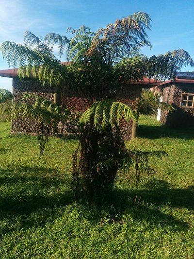 Cyathea weatherbyana, photographed by Julien Renoult