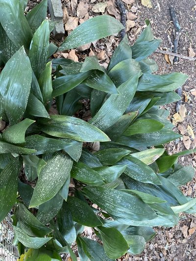 Aspidistra elatior, photographed by Alan Weakley