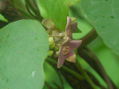 Heterostemma dalzellii, photographed by Dinesh Valke