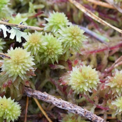 Sphagnum capillifolium, photographed by nevwright