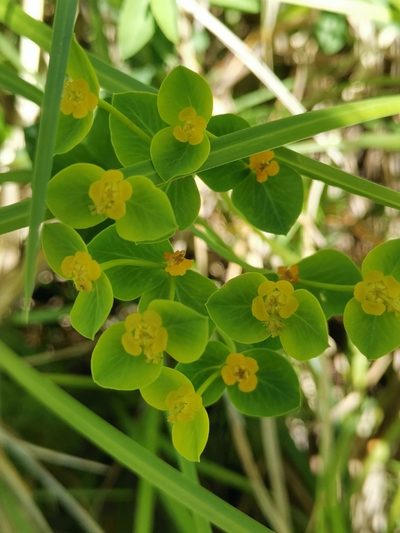 Euphorbia fragifera, photographed by Ljaž