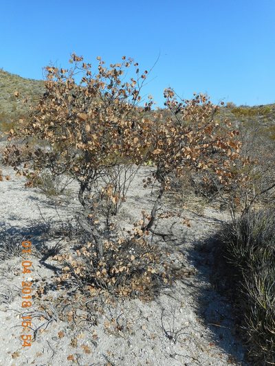 Senegalia crassifolia, photographed by Alejandro Gómez Maya