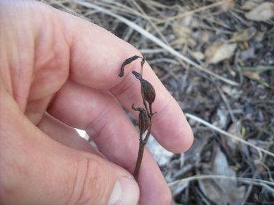 Gastrodia minor, photographed by Ed Wilson
