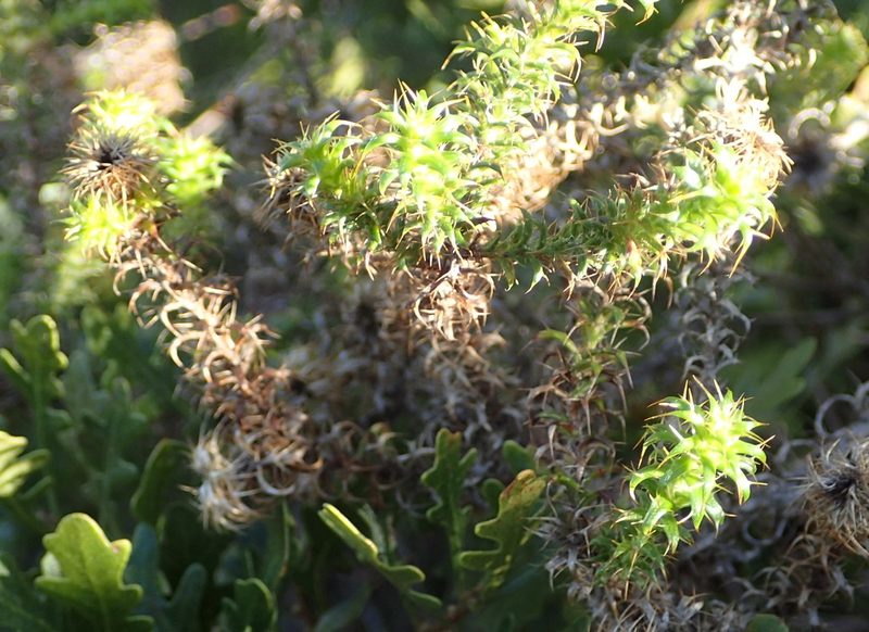 Cullumia decurrens, photographed by Nicola van Berkel