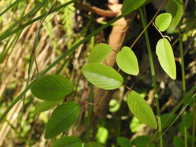 Berchemia formosana, photographed by Jacy Chen