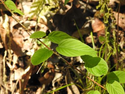 Berchemia formosana, photographed by Jacy Chen