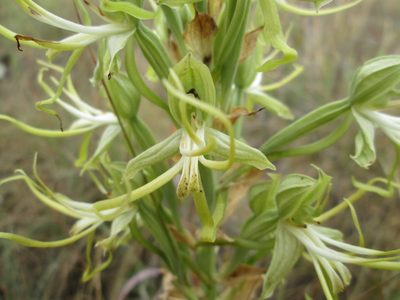 Bonatea antennifera, photographed by Nolan Exe