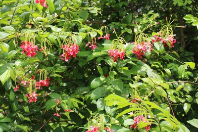 Combretum indicum, photographed by Sabarni Sarker