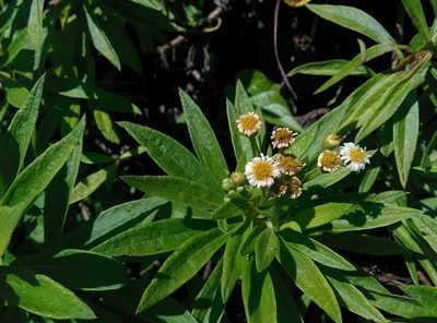 Erigeron lancifolius, photographed by Julien Renoult